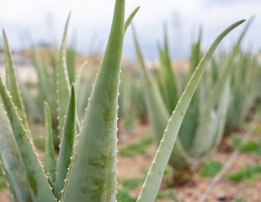 Discover the Wonders of Aloe Vera for Healthy and Beautiful Hair